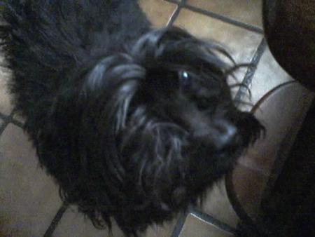snoopy la mmre du foyer !